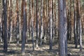 Inside pine tree forest - coniferous trees Royalty Free Stock Photo