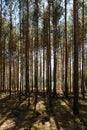 Inside pine tree forest - coniferous trees Royalty Free Stock Photo