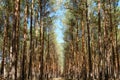 Inside pine tree forest - coniferous trees Royalty Free Stock Photo