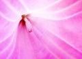 Inside a pink flower macro closeup background