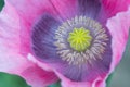 Inside of Pink and Purple Poppy Flower Close Up Royalty Free Stock Photo