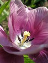 Rosy tulip Royalty Free Stock Photo