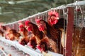 Inside of a poultry farm