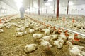 Inside A Poultry Farm Royalty Free Stock Photo