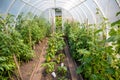 Inside private greenhouse with plants in home garden