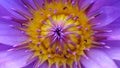 inside a yellow and purple colorful waterlily lotus flower, macro photography of the exotic tropical flora in a pond in a garden 