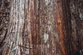 Inside the Rainforest: Hoh and Quinault national forest landscapes: the bark of some of the biggest douglas firs in the world