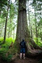 Inside the Rainforest: Hoh and Quinault national forest landscapes: man in awe under the highest douglas firs in the world