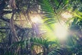 Inside rainforest , looking up the trees in jungle