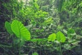 Inside rainforest, tropical forest, jungle landscape Royalty Free Stock Photo