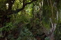 Inside rainforest vegetation