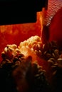 Inside of a Red Bell Pepper with Seeds. Close-Up Macro Shot of Vibrant Interior Structure Royalty Free Stock Photo