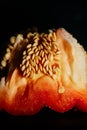 Inside of a Red Bell Pepper with Seeds. Close-Up Macro Shot of Vibrant Interior Structure Royalty Free Stock Photo