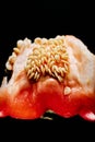 Inside of a Red Bell Pepper with Seeds. Close-Up Macro Shot of Vibrant Interior Structure Royalty Free Stock Photo