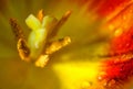 Inside of a red yellow tulip blossom with pistil, stamen and water drops on the petal, abstract macro flower shot, copy space,