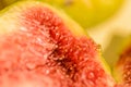 The inside of a ripe fig fruit Royalty Free Stock Photo
