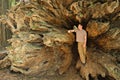 Inside the roots of a fallen giant