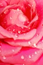 Inside rose flower Royalty Free Stock Photo