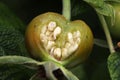 Inside rose hip seed pod.