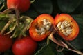 Inside rose hip seed pod. Royalty Free Stock Photo