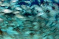 Inside sardine bait ball fish in cortez sea diving cabo pulmo