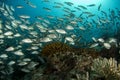 Inside sardine bait ball fish in cortez sea diving cabo pulmo