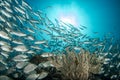 Inside sardine bait ball fish in cortez sea diving cabo pulmo