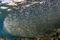 Inside sardine bait ball fish in cortez sea diving cabo pulmo