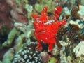 Picture of Dive of Philippines