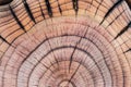 Inside section of a cherry tree stump with concentric growth rings and radial cracks detailed by fire flame Royalty Free Stock Photo