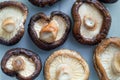 Inside Shiitake mushroom look like flower Royalty Free Stock Photo