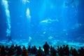 Inside shot of an aquarium