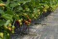 Inside a strawberry greenhouse with rows of sweet-smelling plants. A perfect environment for this delicate fruit. Many mouth-