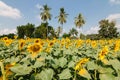 Inside suflowers field in a sunny day. Royalty Free Stock Photo