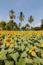 Inside suflowers field in a sunny day. Royalty Free Stock Photo