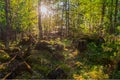 Inside summer mixed Karelian forest
