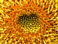 Inside a sunflower