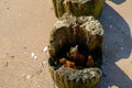 The inside texture of an old rotten wooden pole on the shore of the Baltic Sea, macro Royalty Free Stock Photo