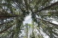 Inside a typical forest of the Italian Alps upside down