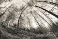 Inside a typical forest of the Italian Alps (vintage atmophere) Royalty Free Stock Photo