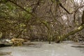 Inside a Florida Mangrove