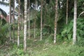 Inside View of Areca Palm Plantation Royalty Free Stock Photo