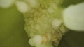 Inside view of cut yellow pepper. Juicy pulp of sweet pepper with seeds and moisture droplets in a macro shot. Yellow Royalty Free Stock Photo