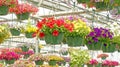 nside view of garden center greenhouse with hanging flower pots and Spring flowers