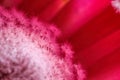 Inside view of a glorious colorful hot pink flower protea goddess with a background