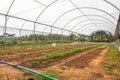 Inside view greenhouse. Angola. Cabinda. Royalty Free Stock Photo