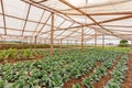 Inside view greenhouse. Angola. Cabinda. Royalty Free Stock Photo