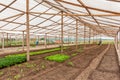 Inside view greenhouse. Angola. Cabinda.