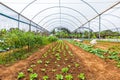 Inside view greenhouse. Angola. Cabinda. Royalty Free Stock Photo