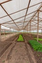 Inside view greenhouse. Angola. Cabinda.